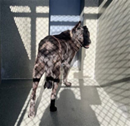 Unknown - German Shepherd Dog