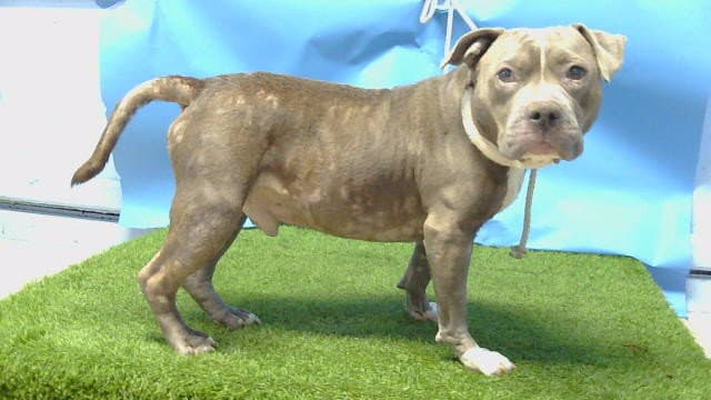 Unknown - Pit Bull Terrier