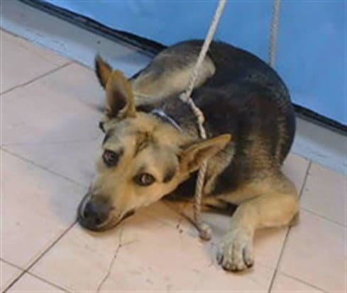 Unknown - German Shepherd Dog