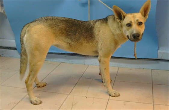 Unknown - German Shepherd Dog
