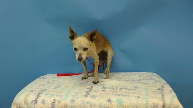 Unknown - Chihuahua