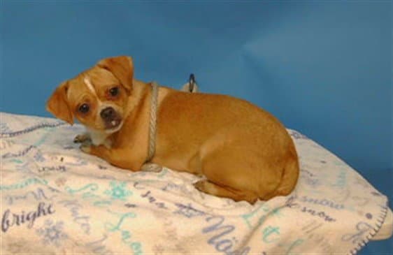 Unknown - Chihuahua