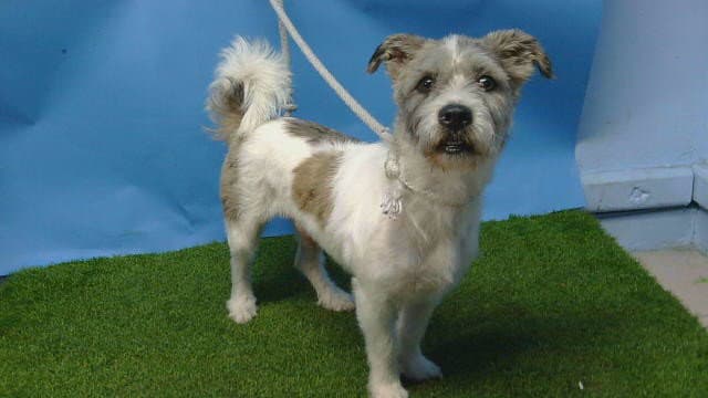 Milo - Terrier