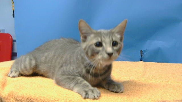 Unknown - Domestic Short Hair