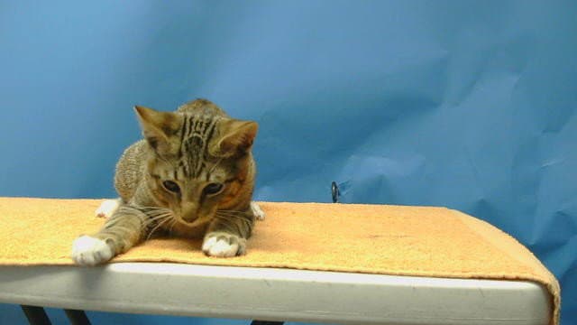 Unknown - Domestic Short Hair