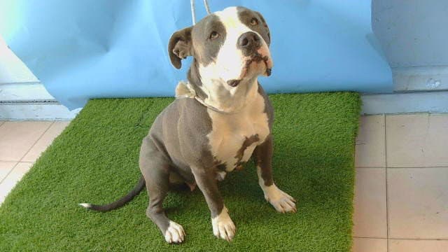 Gracie - Pit Bull Terrier