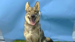 Shiloh image 1