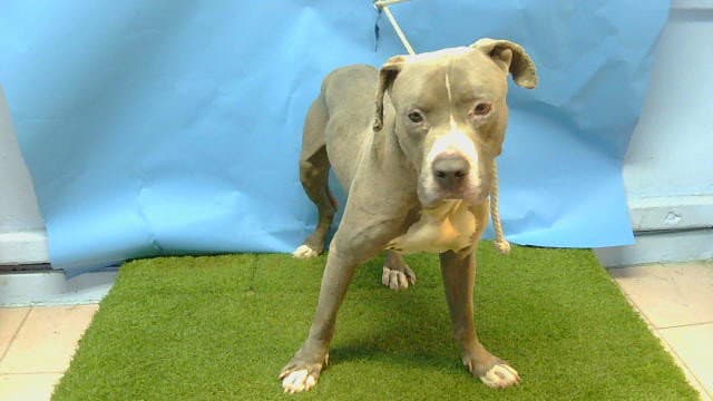 Rock - Pit Bull Terrier