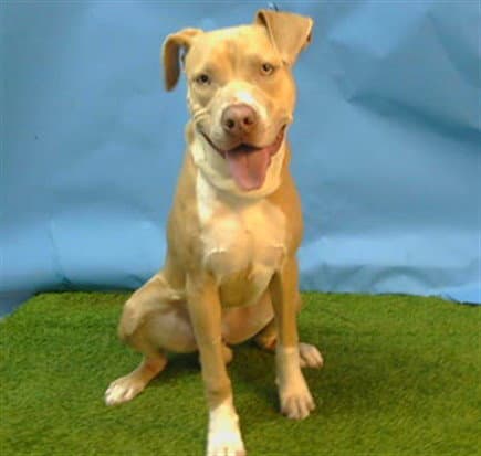 Nico - Pit Bull Terrier