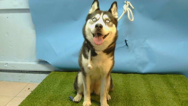 Luna - Siberian Husky