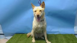 Bella image 1