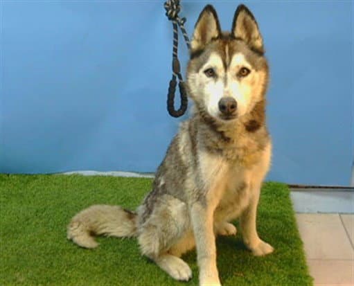 Luna - Siberian Husky