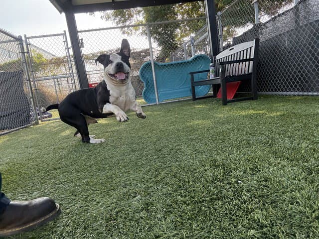 Rambo - Pit Bull Terrier