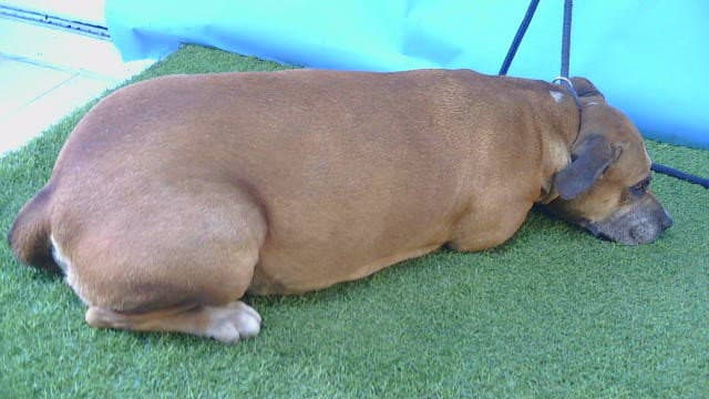 Canela - Pit Bull Terrier