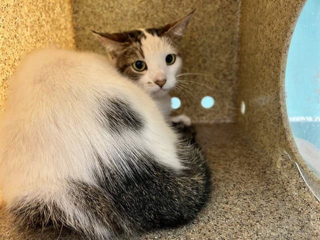Doty - Domestic Short Hair
