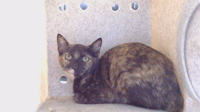 Unknown - Domestic Short Hair