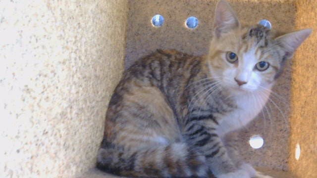 Unknown - Domestic Short Hair