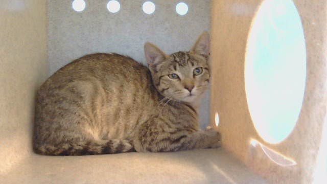 Unknown - Domestic Short Hair