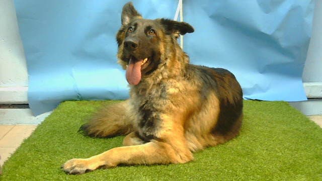 Lily - German Shepherd Dog