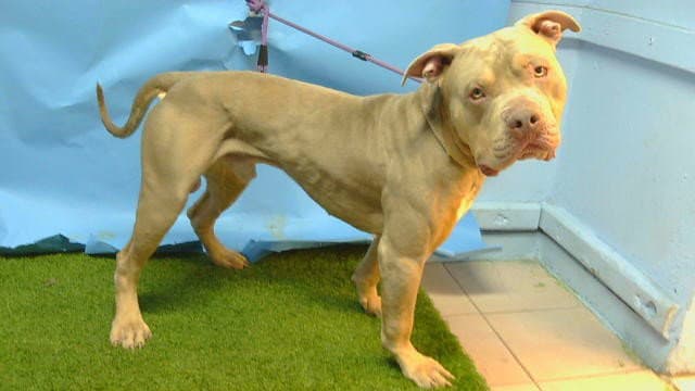 Bluey - Pit Bull Terrier