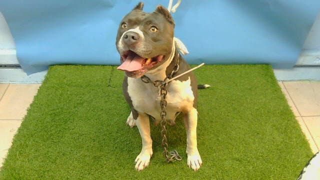 Lady - Pit Bull Terrier