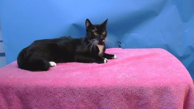 Raina - Domestic Short Hair