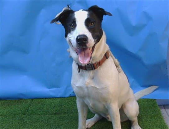 Oso - American Pit Bull Terrier