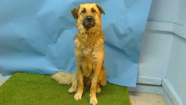 Fat Boy - German Shepherd Dog