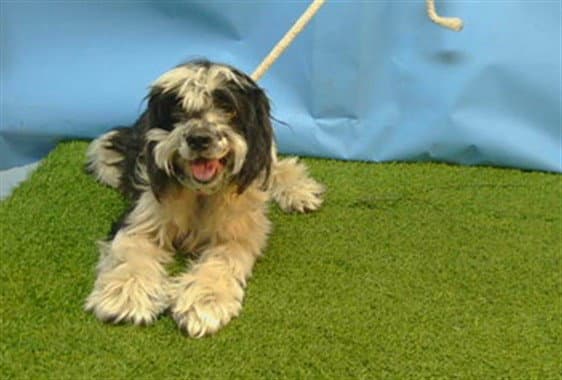 Estela - Cocker Spaniel