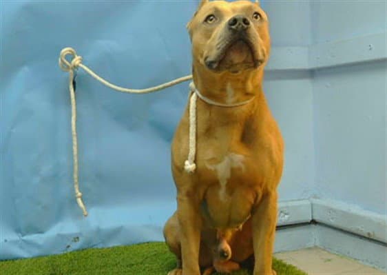 Bidnes - Pit Bull Terrier