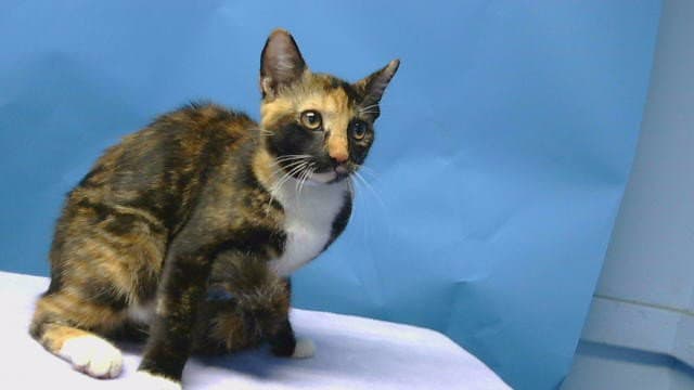 Munchis - Domestic Short Hair