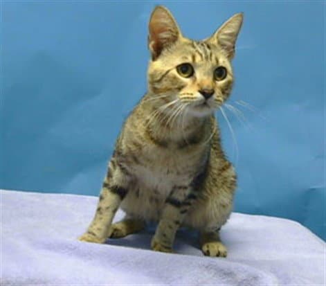 Deio - Domestic Medium Hair