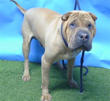 Shiloh - Chinese Shar-Pei