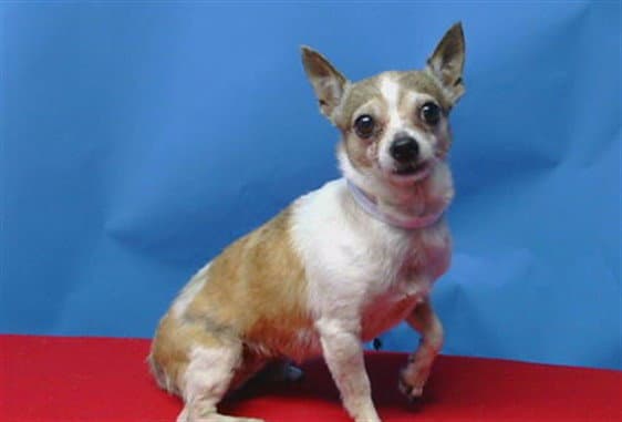 Unknown - Chihuahua