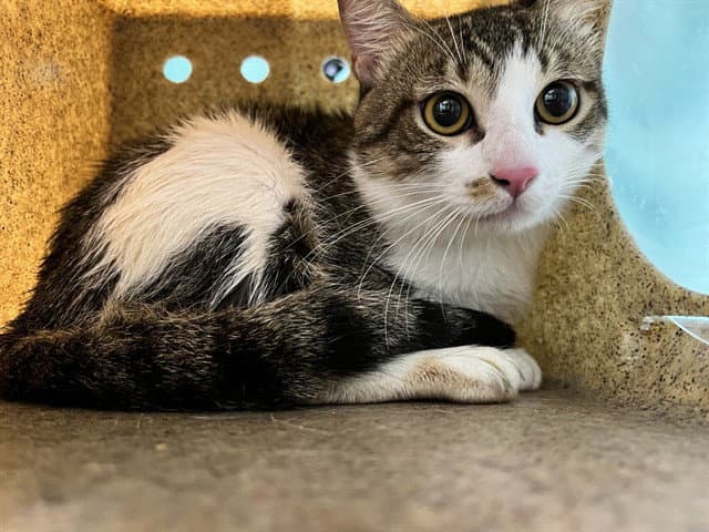 Unknown - Domestic Short Hair