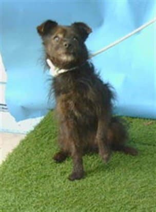 Unknown - Terrier