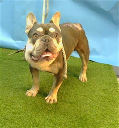 Unknown - French Bulldog