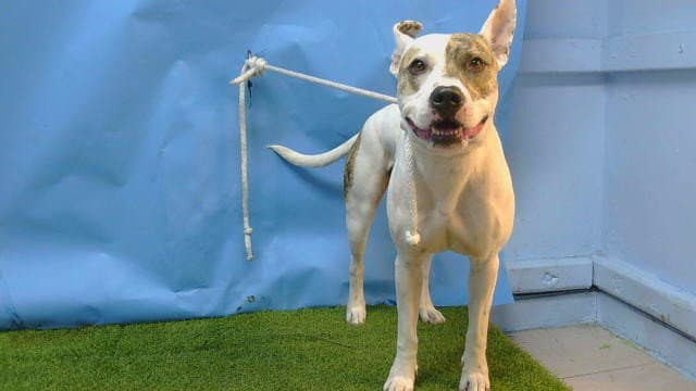 Chupa - Pit Bull Terrier