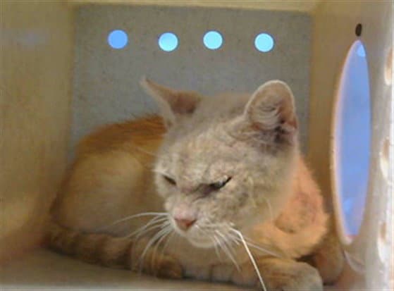 Unknown - Domestic Short Hair
