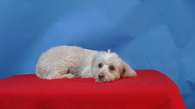 Unknown - Maltese