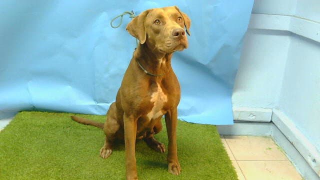 Unknown - Labrador Retriever