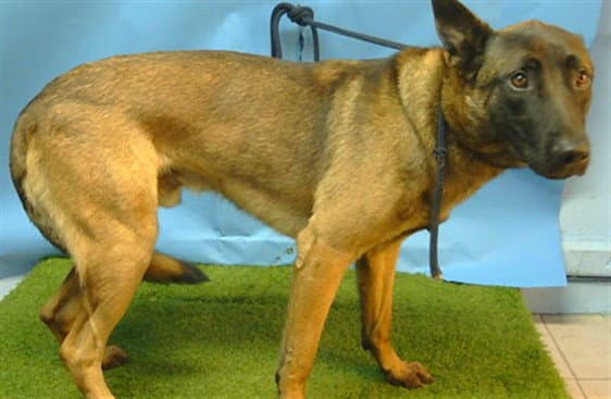 Unknown - Belgian Shepherd Malinois