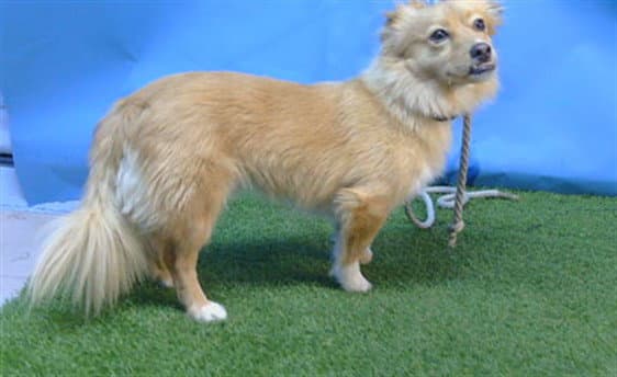 Polo - Chihuahua
