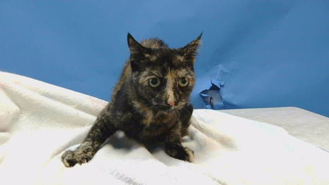 Calypso - Domestic Short Hair