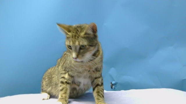 Teressa - Domestic Short Hair
