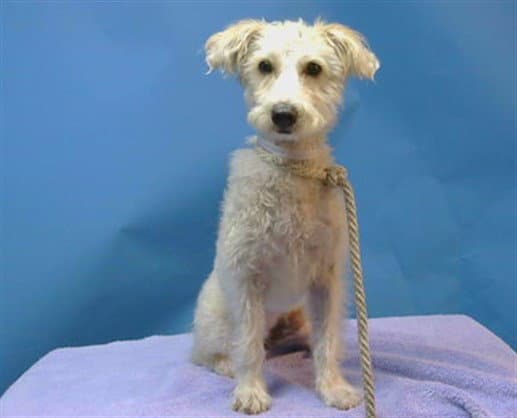Gina - Maltese