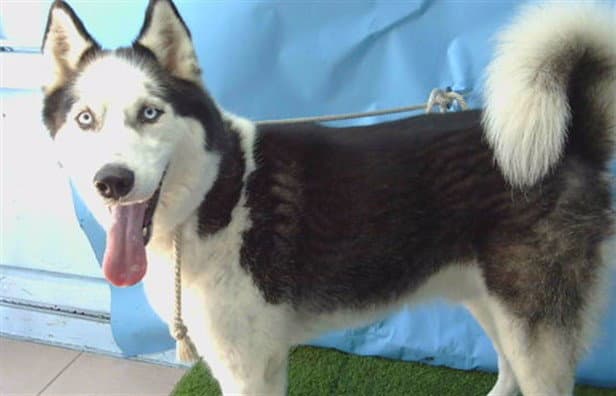 Goofy - Siberian Husky