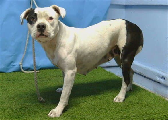 Dior - Pit Bull Terrier
