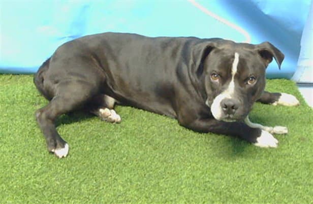 Smokey - Pit Bull Terrier