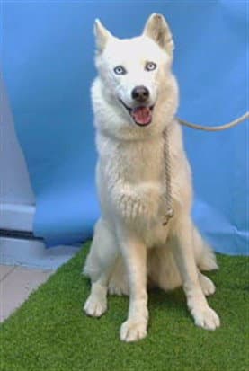 Lisa - Siberian Husky